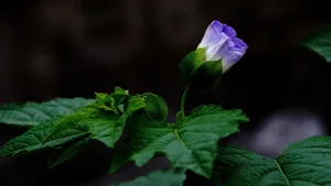 紫色唯美花朵图片_20