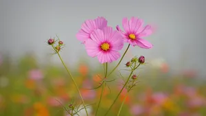 波斯菊图片壁纸_2