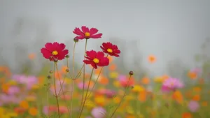 波斯菊图片壁纸_3