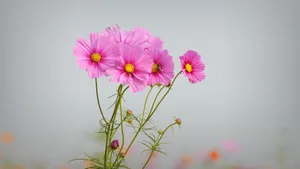 波斯菊图片壁纸_4