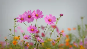 波斯菊图片壁纸_11