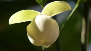 夜合花_2
