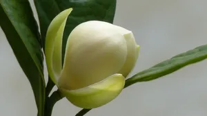 夜合花_3