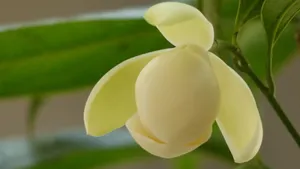 夜合花_4