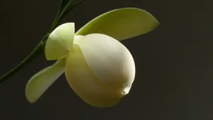夜合花_5