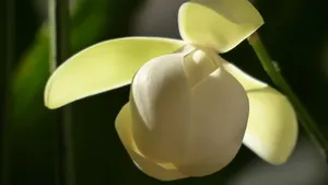 夜合花_7