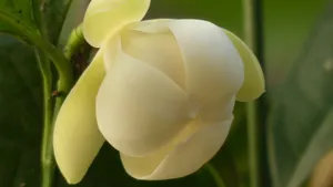 夜合花_8
