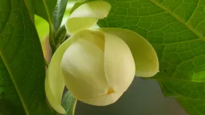 夜合花_9