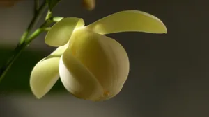 夜合花_11