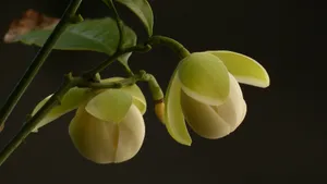 夜合花_13