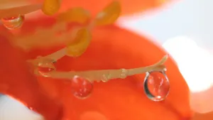 君子兰花蕊图片_2
