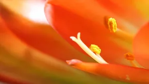 君子兰花蕊图片_3