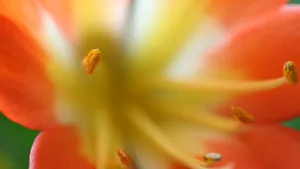 君子兰花蕊图片_4