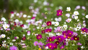 美丽的格桑花图片_3