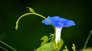 蓝色牵牛花图片壁纸_2