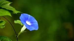 蓝色牵牛花图片壁纸_3