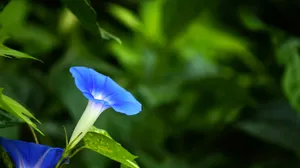 蓝色牵牛花图片壁纸_4