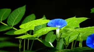 蓝色牵牛花图片壁纸_5