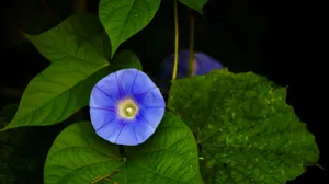 蓝色牵牛花图片壁纸_6