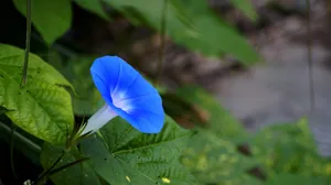 蓝色牵牛花图片壁纸_7