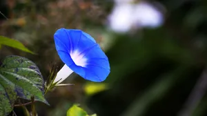 蓝色牵牛花图片壁纸_8
