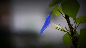 蓝色牵牛花图片壁纸_9