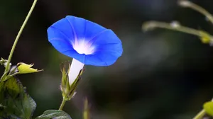 蓝色牵牛花图片壁纸_10