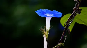 蓝色牵牛花图片壁纸_11