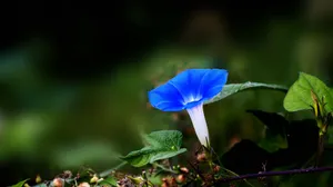蓝色牵牛花图片壁纸_13