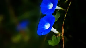 蓝色牵牛花图片壁纸_14