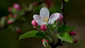 粉白色苹果花图片_2