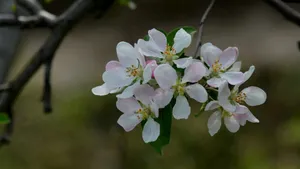 粉白色苹果花图片_3