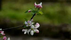 粉白色苹果花图片_6