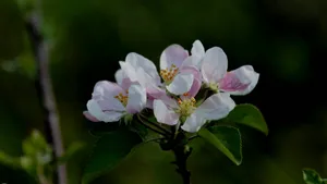 粉白色苹果花图片_7