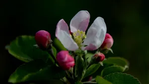 粉白色苹果花图片_8