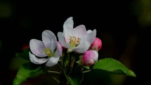 粉白色苹果花图片_9