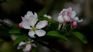 粉白色苹果花图片_10