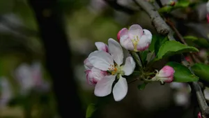 粉白色苹果花图片_11