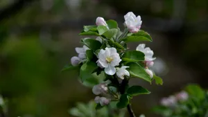粉白色苹果花图片_13