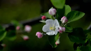 粉白色苹果花图片_14