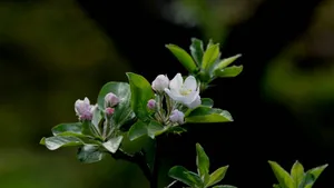 粉白色苹果花图片_15