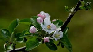 粉白色苹果花图片_16