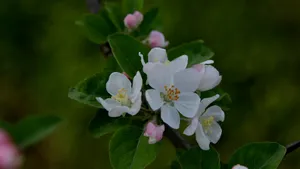 粉白色苹果花图片_17