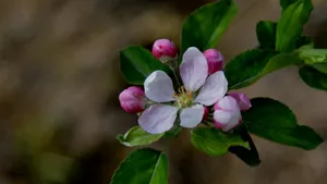 粉白色苹果花图片_18