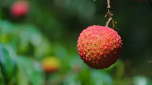 树上的荔枝图片_8