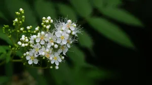 珍珠梅图片_3