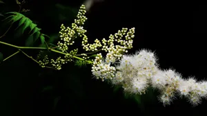 珍珠梅图片_5
