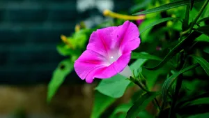 好看的牵牛花图片_3