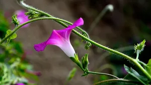 好看的牵牛花图片_4