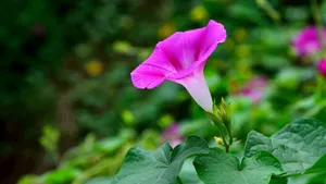 好看的牵牛花图片_5